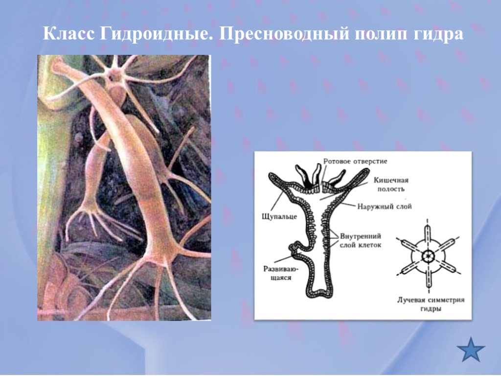 Кракен онион ссылки